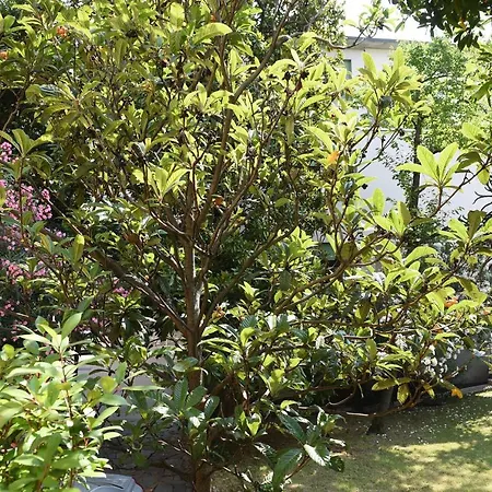 Le Rondinelle Appartement
